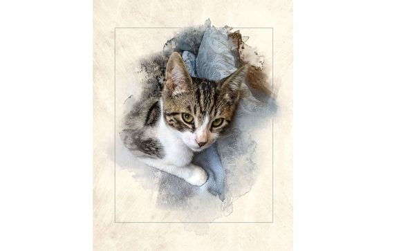 Pet and sport photo Illustrations by My Favorite Photos