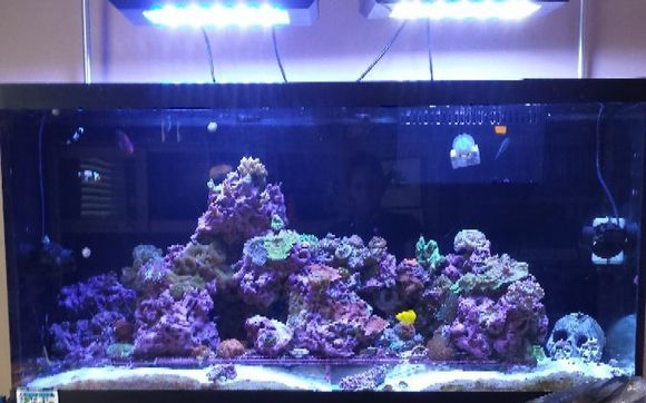 Aquarium Service - Ocean Floor Aquariums - Jacksonville FLOcean Floor Aquariums  Jacksonville FL