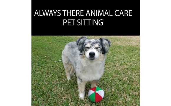 Professional Pet Sitting by Always There Animal Care