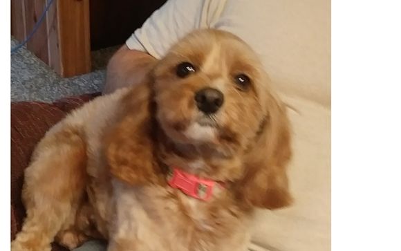 shari's pampered pets