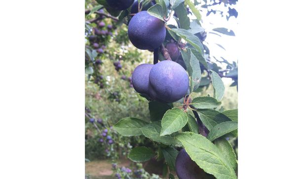 High quality preserves. Taste is a priority! by Jam Berrie LLC