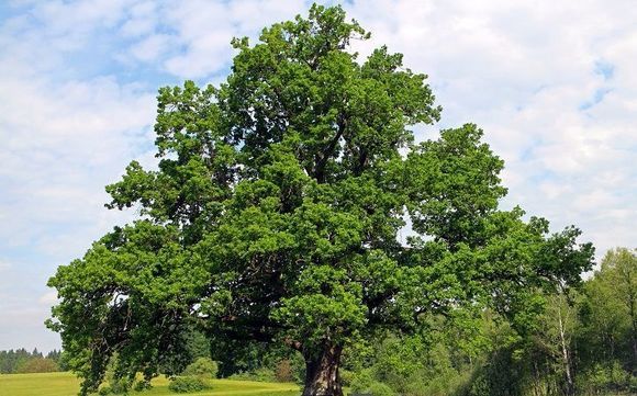 Trees Nursery & Trees Services by Oshan Trees Inc