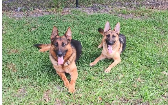 PTSD Service Dogs  by Dawn Hoppe K9