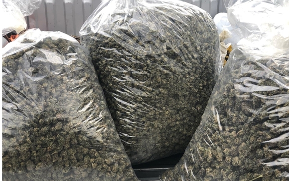 19.6 % CBD Cherry Bubblegum Smokeable Hemp Flower by Colorado Green Hemp Inc.