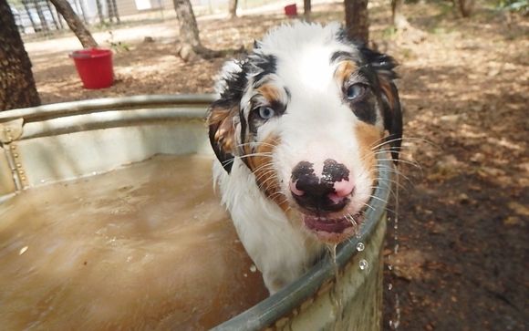 Dog Boarding by A to Z Dog Ranch
