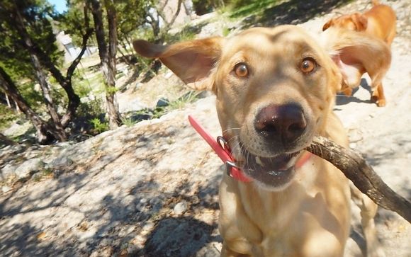 Dog Daycare by A to Z Dog Ranch