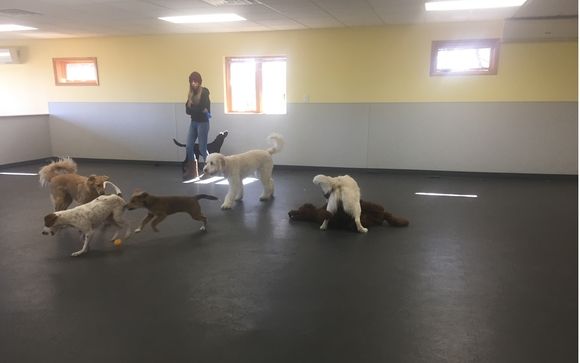 dog country daycare and boarding