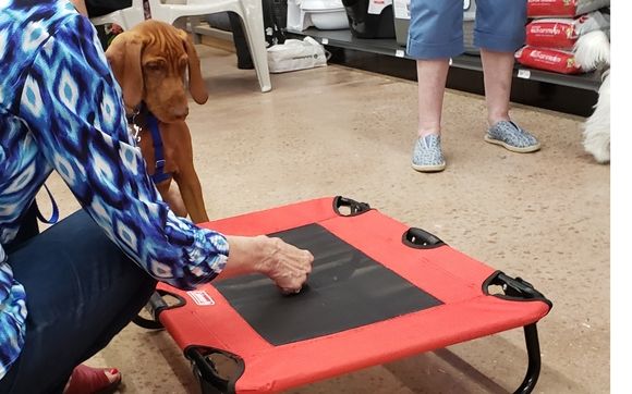 Puppy Class by Naples Top Dogs.  Naples Premier In-home Training