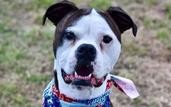 Beef hot dogs, veggie dogs & bbq by Sam's Hot Dog Stand