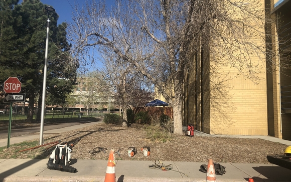 Tree trimming  by Takem Out Tree Service