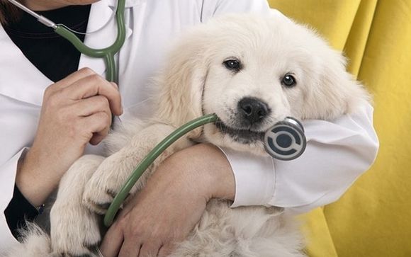 Veterinary Services by Antigo Veterinary Clinic
