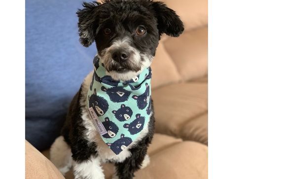 Bandanas by Miss Maddies