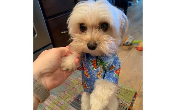 Pet shirts by Miss Maddies