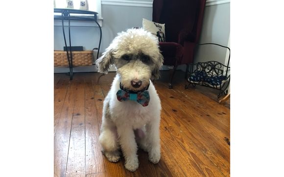 Pet bow ties by Miss Maddies