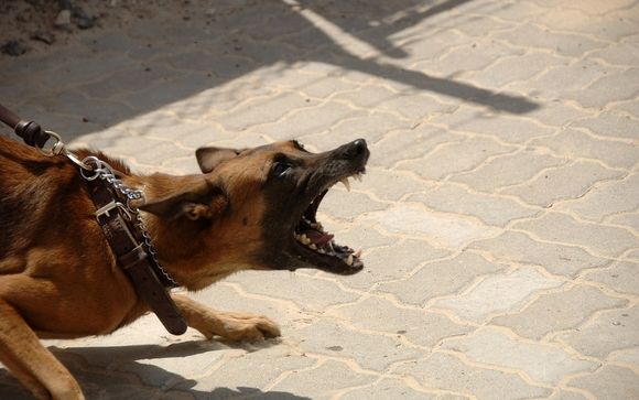 Leash aggression dog store whisperer