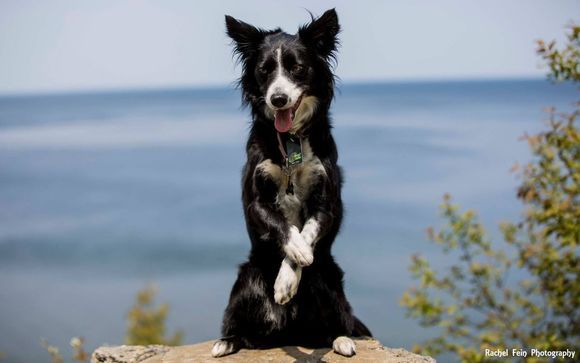 Manners Training by Cloud K9 Academy