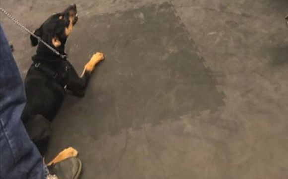 Canine Behavior Consultations by Cloud K9 Academy