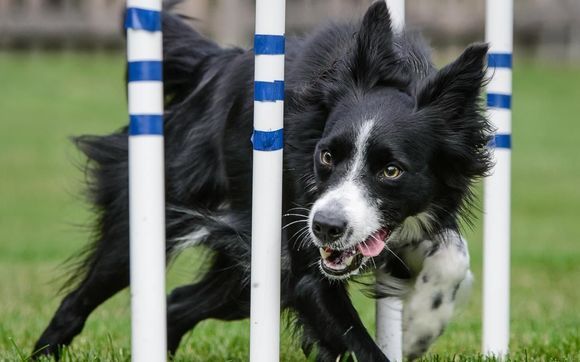 Agility Foundation Training By Cloud K9 Academy In Naperville Il Alignable