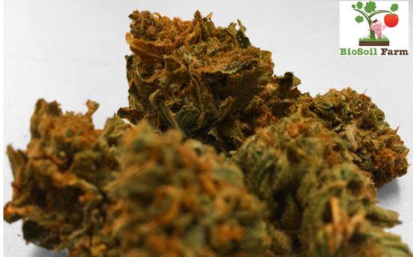 Premium Hemp Flower for CBD Oil Extraction by Ground Up Apothecary 