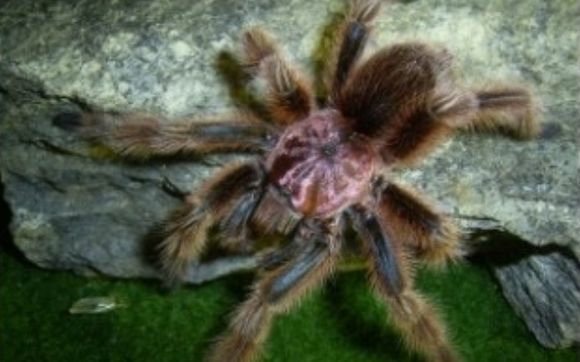 The Unhuggables - LIVE Animal Presentation by Wildlife On The Move, Inc.