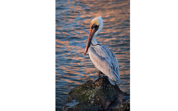 Fine Art Prints by Mihovil Photography