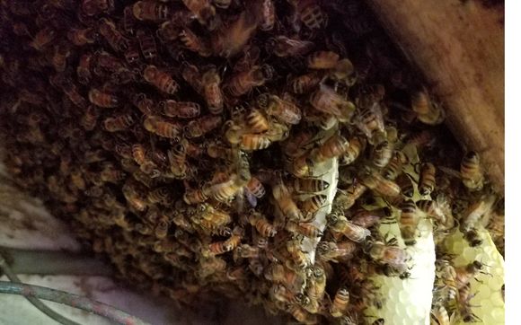Honey Bee Removal & Relocation by Paradise Nectar Apiaries