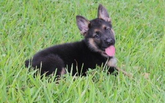 Exceptional German Shepherd Puppies By Big Red Texas German