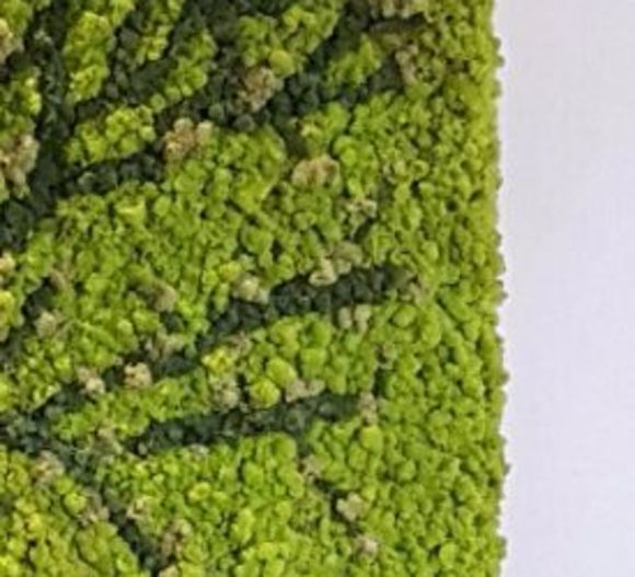 Preserved moss and foliage  by Off the Wall Greenscapes