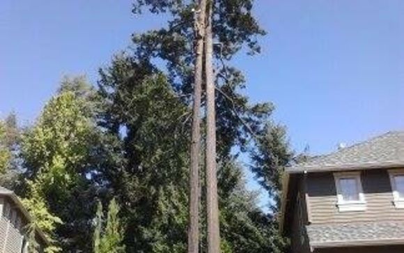 Large Tree Pruning by NW Tree Work        503.995.0540          