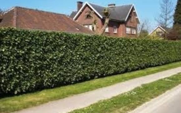 Large Hedge Pruning or Removal  by NW Tree Work        503.995.0540          