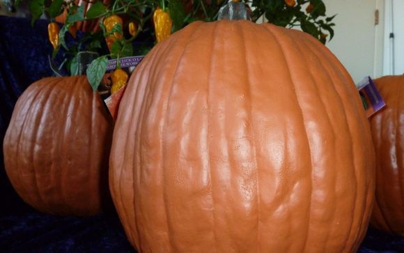 Carvable Foam Pumpkins Bulk
 Very realistic Carvable Artificial Pumpkins by Buypumpkinteeth