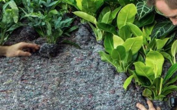 Green Over Grey Walls  by Off the Wall Greenscapes