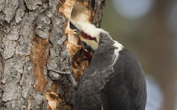 Injured?  All Twisted Around? Don't Know Who To Call? by Borgos & Del Signore, P.C.