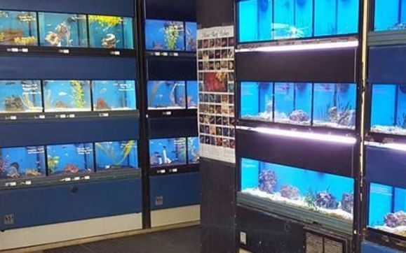 Brandon aquarium store best sale