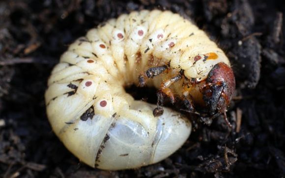 Prevent White Grubs By Weed Man & Mosquito Hero Of Bucks & Montgomery 