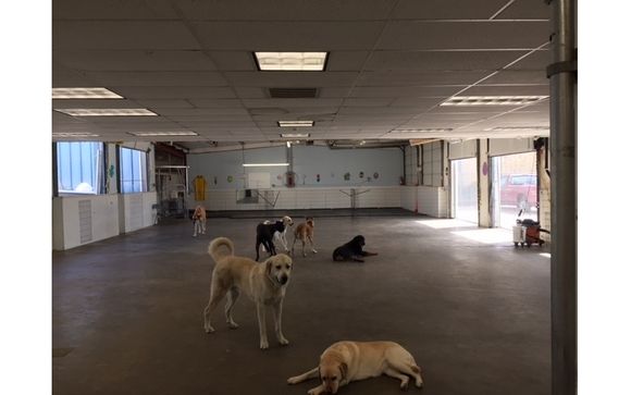 overnight dog obedience school