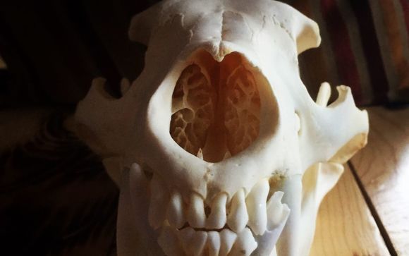 Skull cleaning by Hatcher Photography