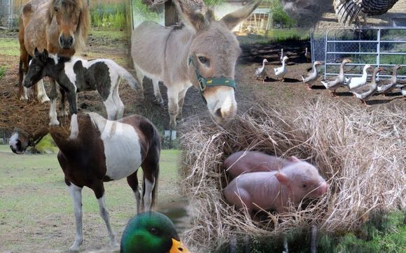 Miniature Animals by Chinadoll Farms