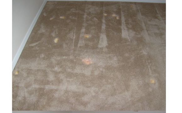 Bleach Repair by Carpet Repair Master