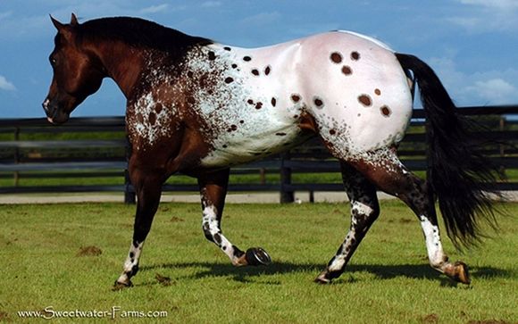 THE SECRET PARDON, HYPP N/N, Frozen & Cooled Semen by Sweetwater Farms