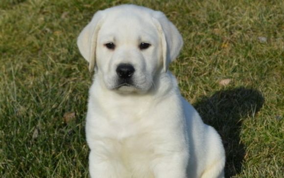 We Provide Quality Akc Labrador Retriever Puppies And Also Akc