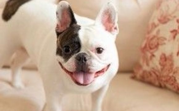 Doggie Bed & Breakfast by The Waggin Trail Express