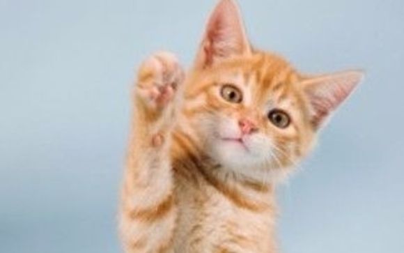 Kitty Kottage - Cat Boarding by The Waggin Trail Express