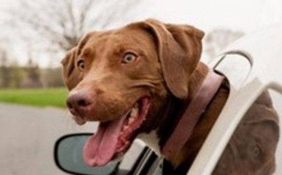 Nationwide Pet Relocation Service by The Waggin Trail Express