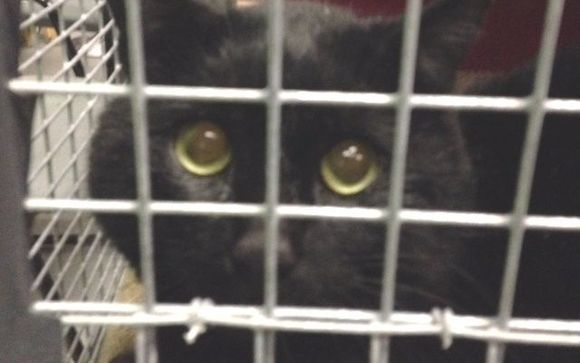 Affordable Spay/Neuter for Cats by The Feline Fix