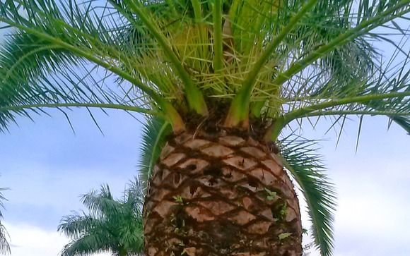 Tree Services Miami Dade and Broward - Affordable Tree Service Inc.