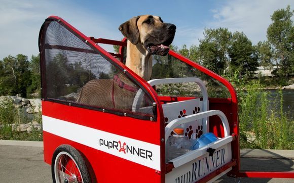 Large dog trailer for bike sale