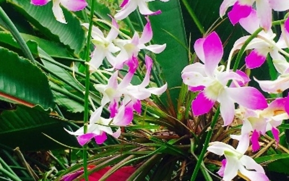 Singing Orchid Garden by Mermaid Dreams Bed and Breakfast