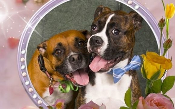 Pet Photography by A Style Photography