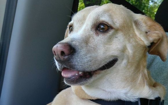 Pickup and Deliver - Door to Door by A to Z Dog Ranch